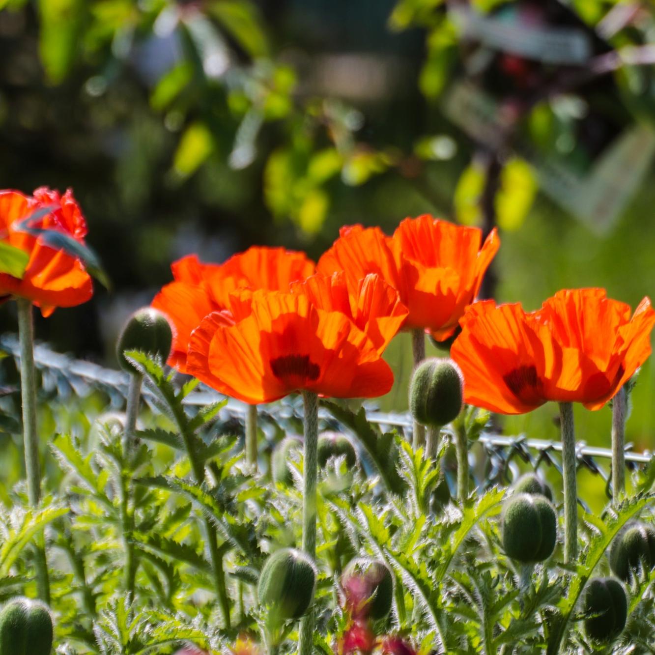 Mohn