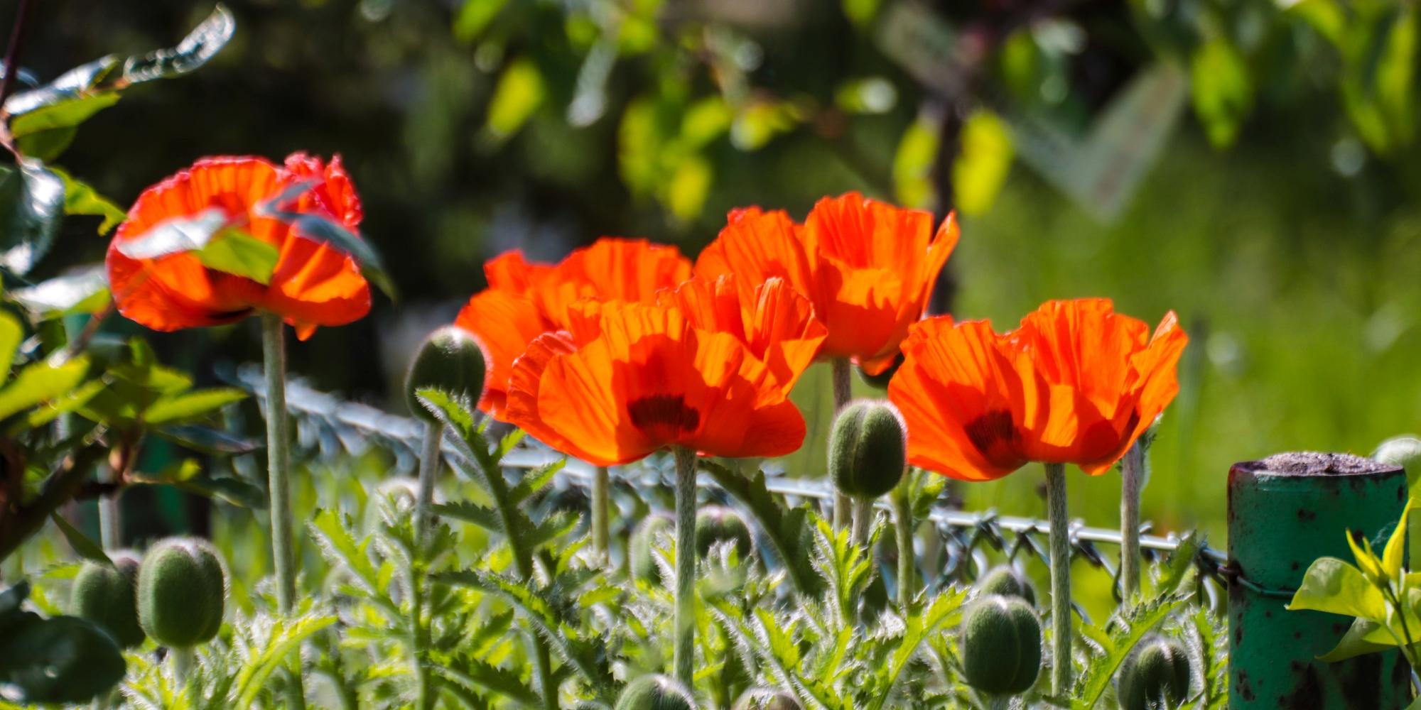 Mohn (c) Monika Herkens