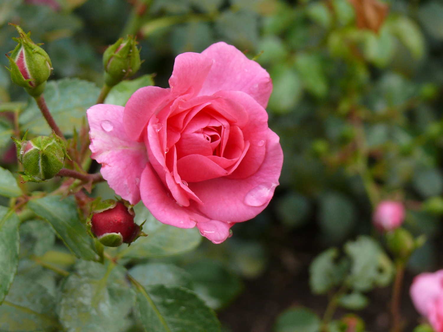 Rose mit Tautropfen (c) privat
