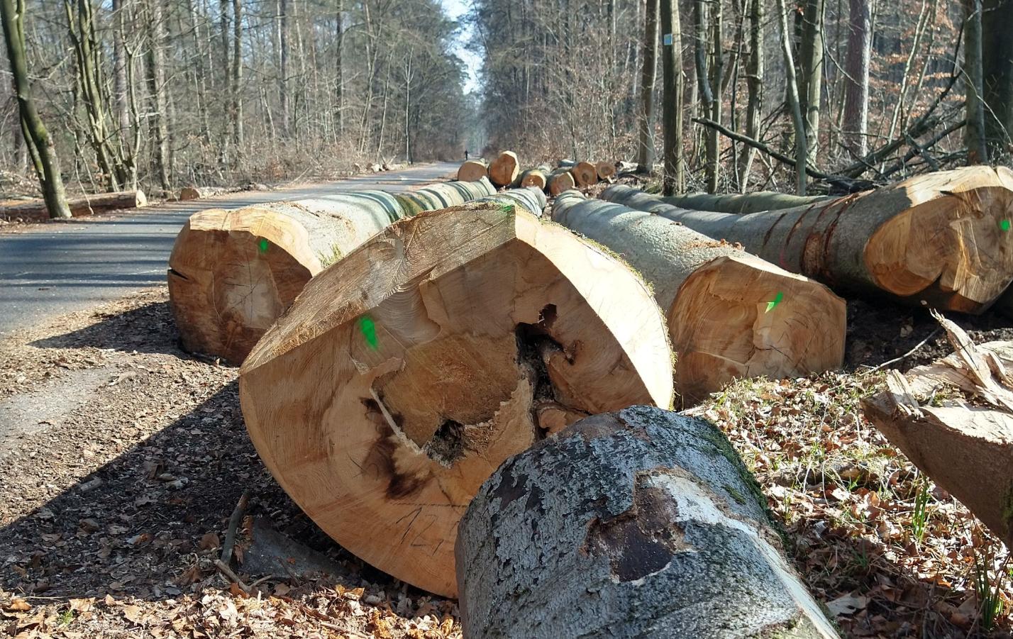 Bergsteiger