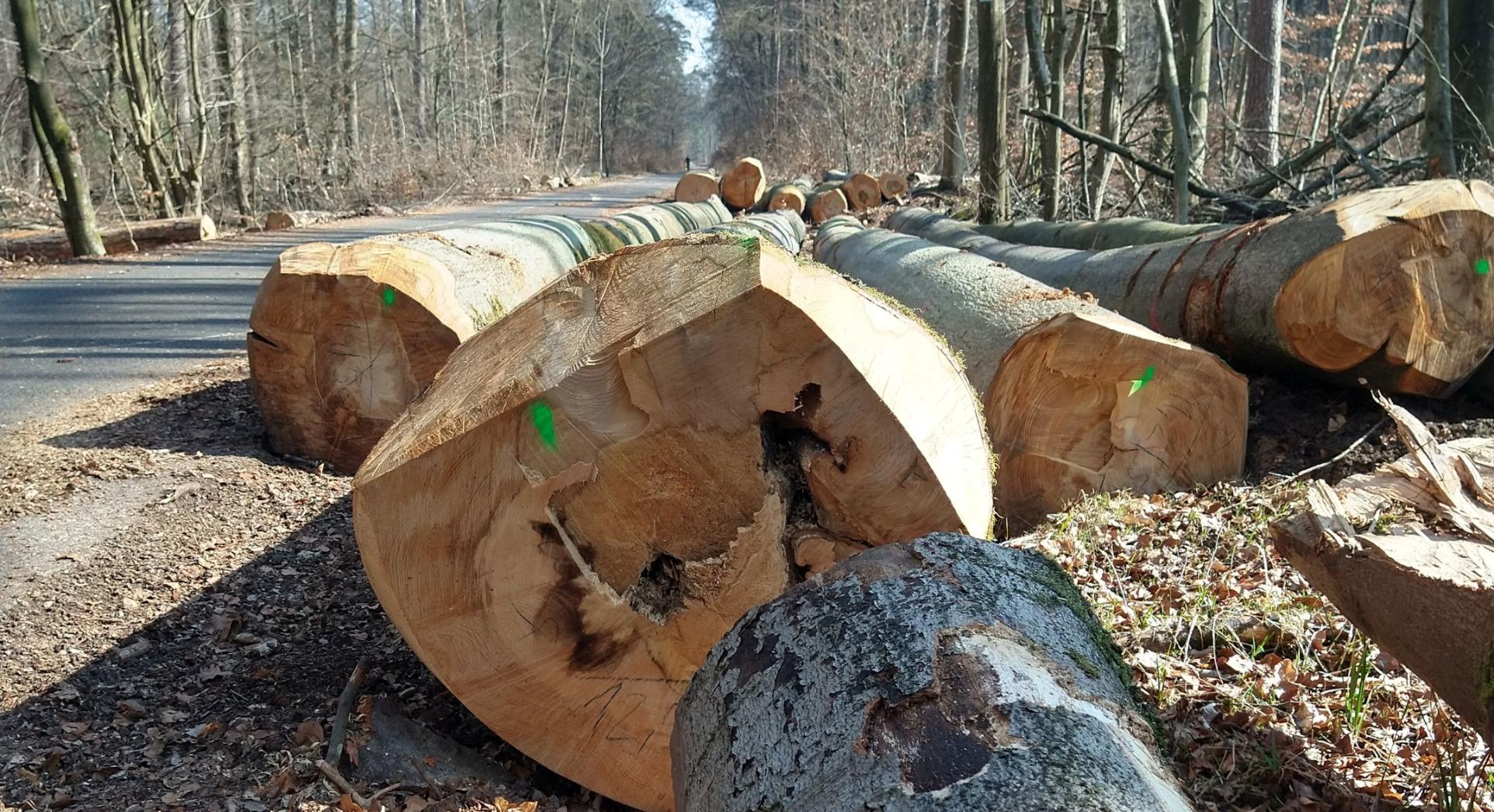 Bergsteiger