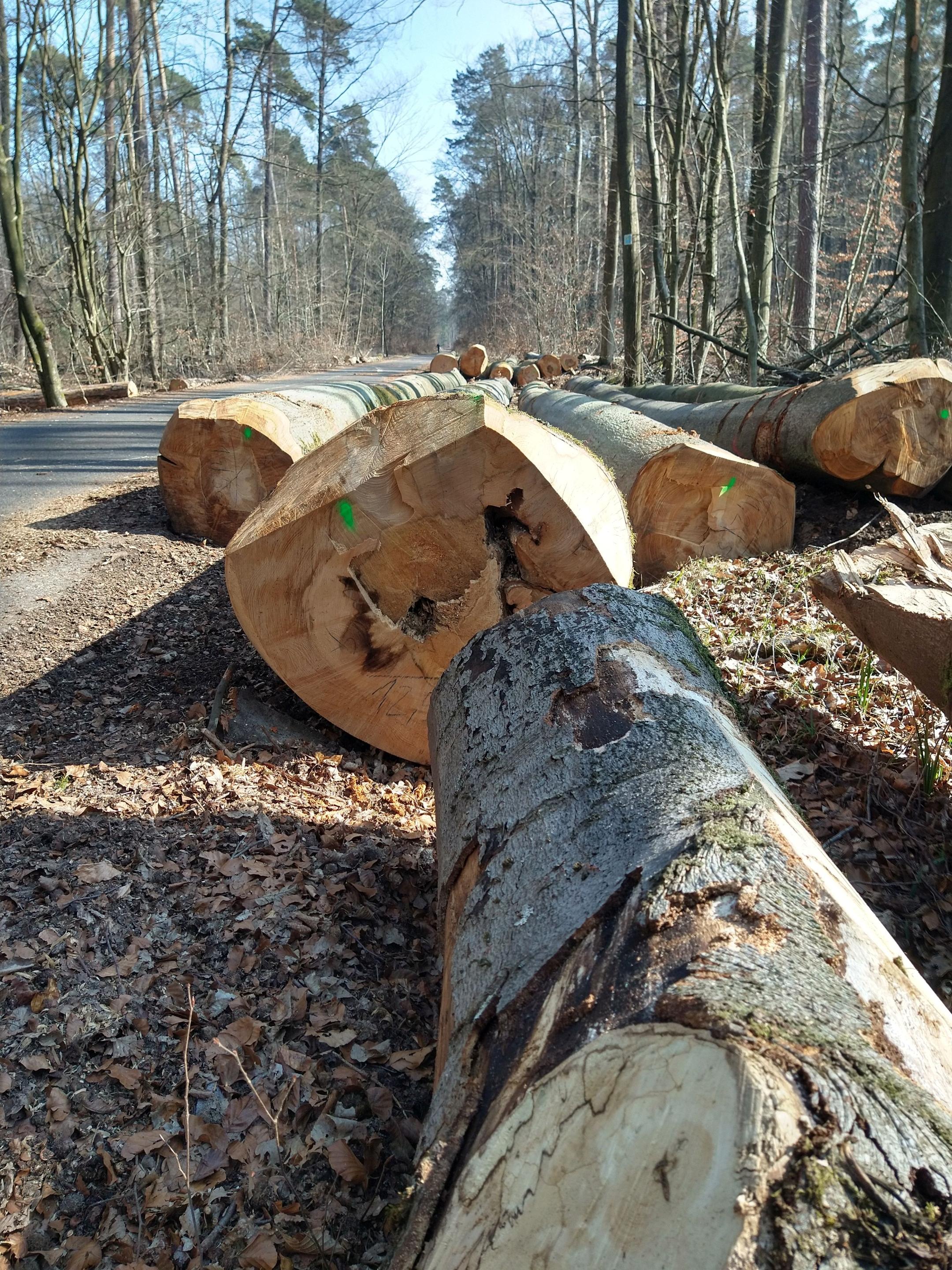 Bergsteiger