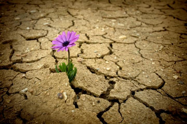 Flower in dry earth