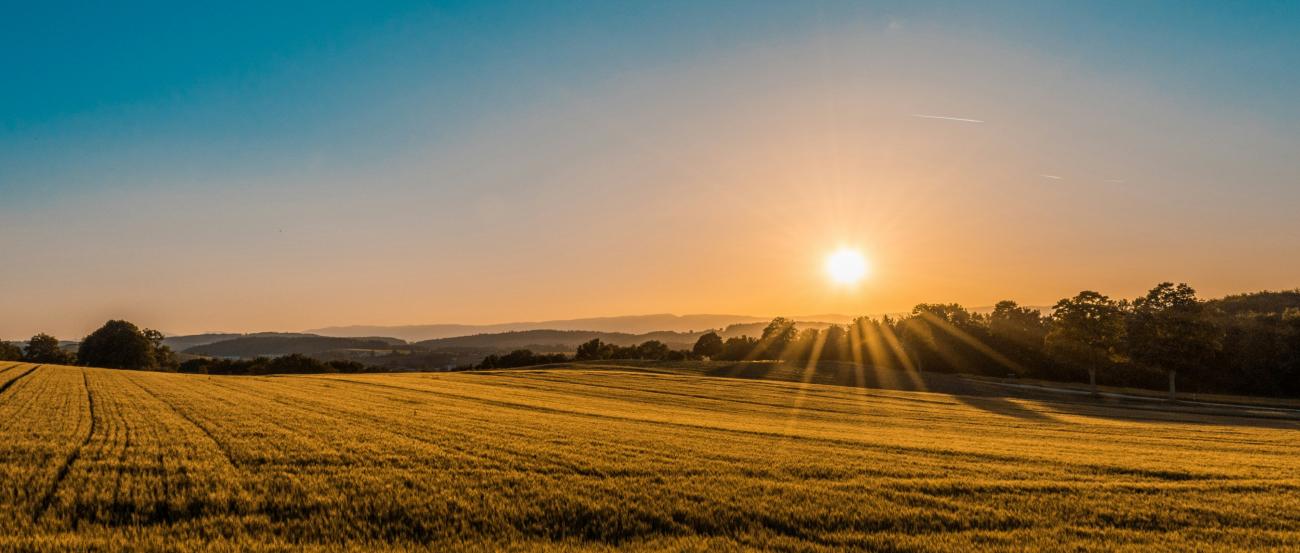 Feld im Sonnenuntergang