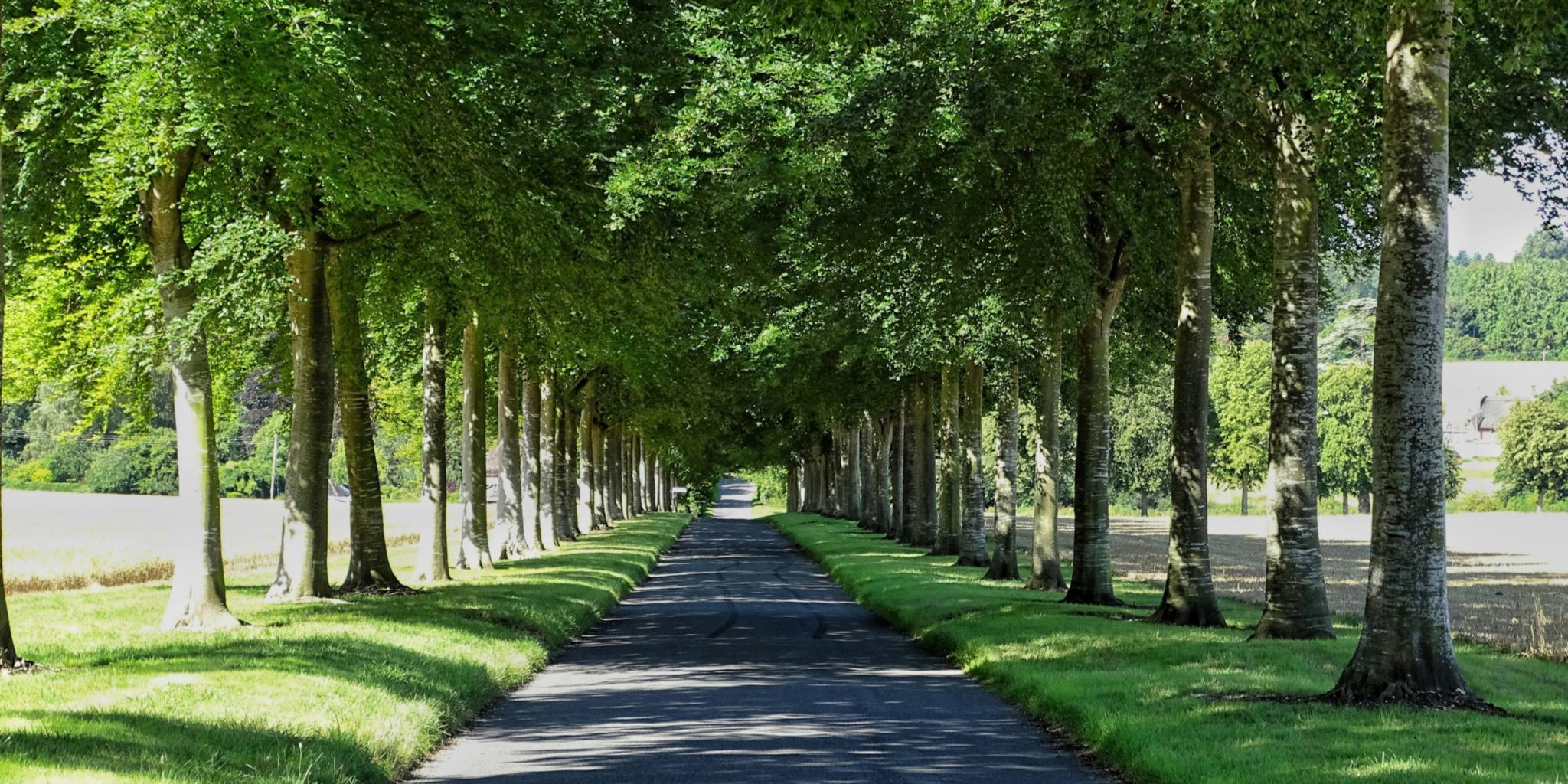 Liebesbaumallee, Alle mit grünen Bäumen