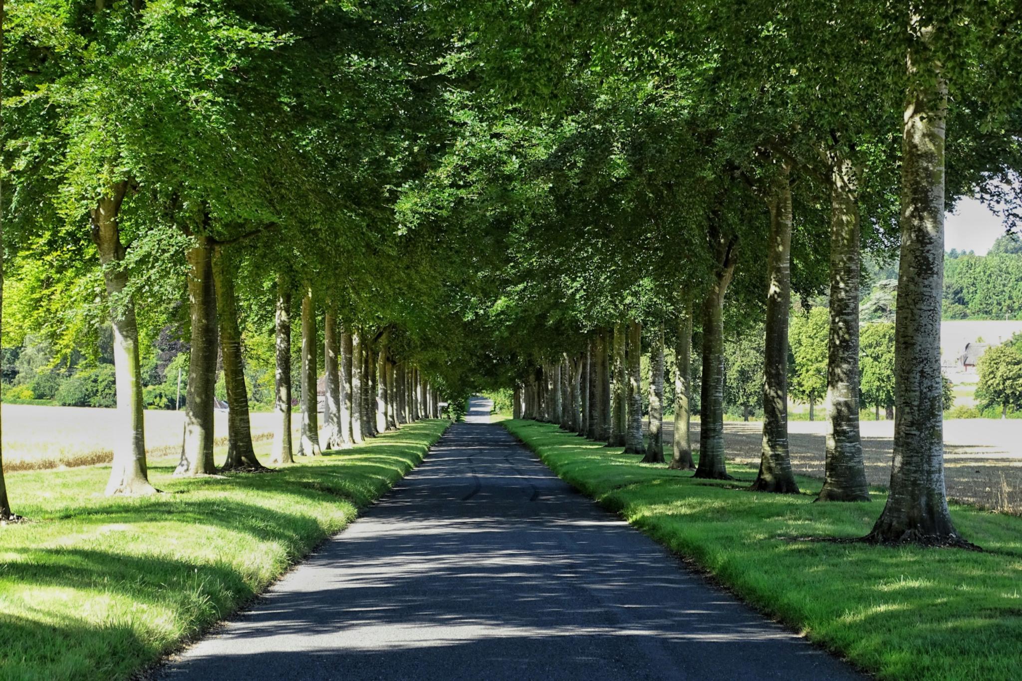 Liebesbaumallee, Alle mit grünen Bäumen