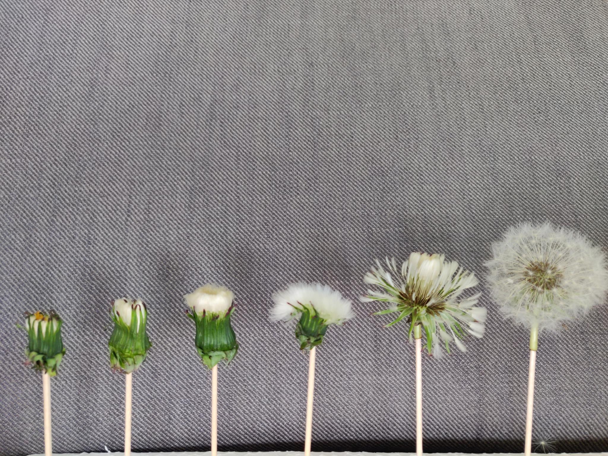 Pusteblumen Experiment_Lucia Traut