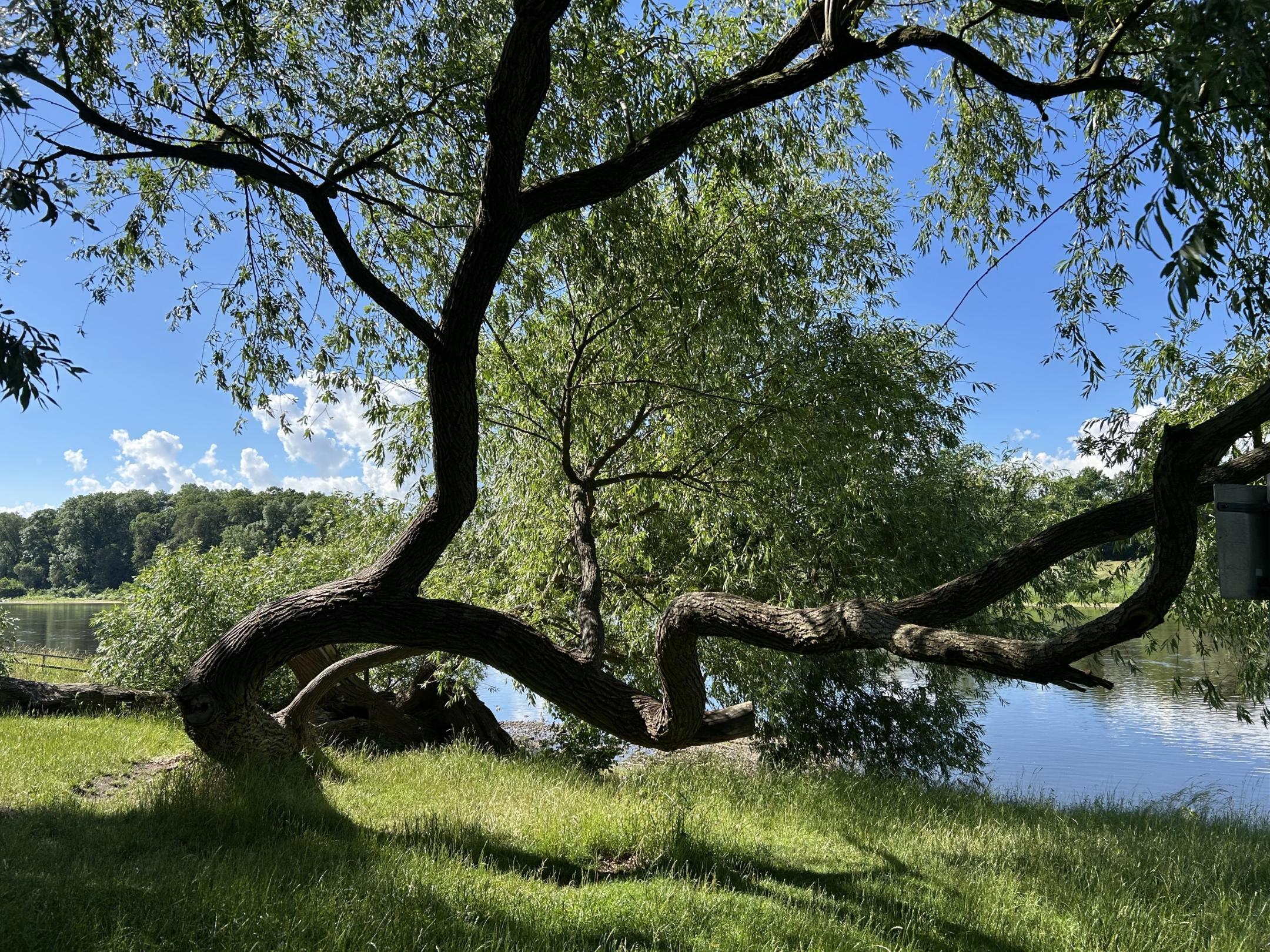 Baum am Wasser Juli 2026