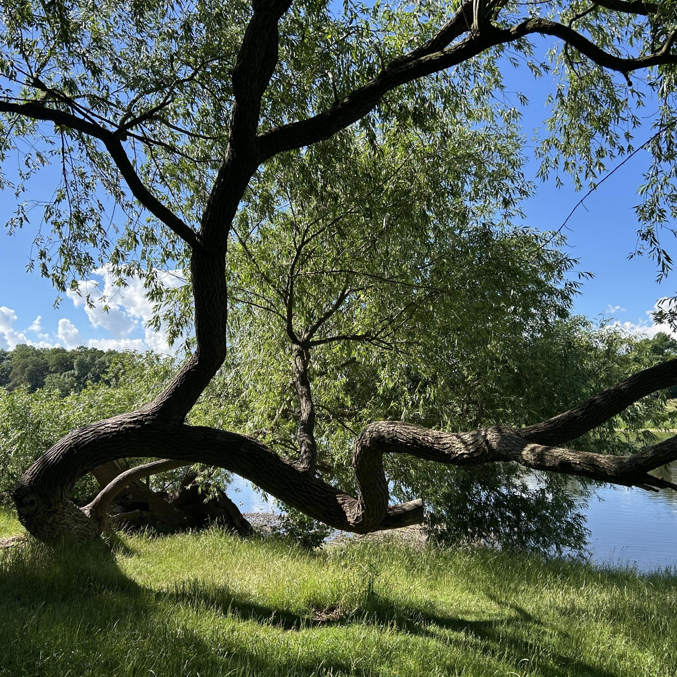 Baum am Wasser Juli 2026
