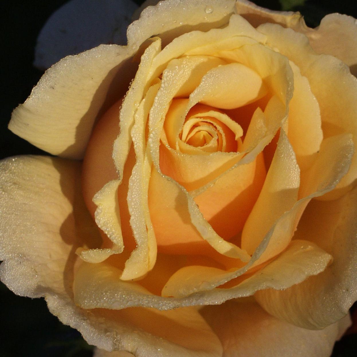 RoseGelb2