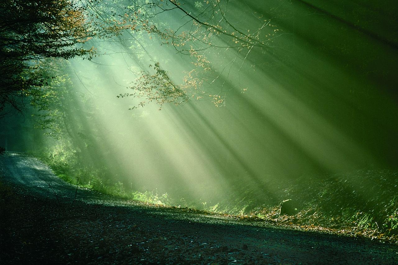 Sonnenstrahlen im Wald