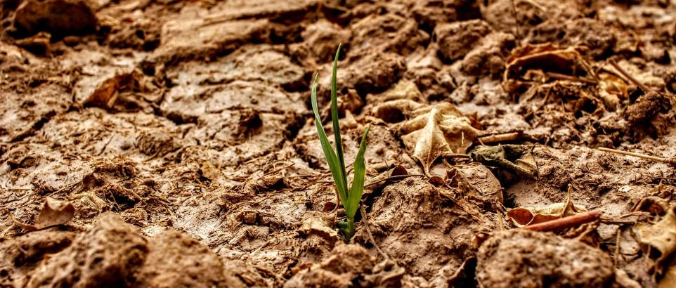 Trockenheit Pflanze Klimawandel