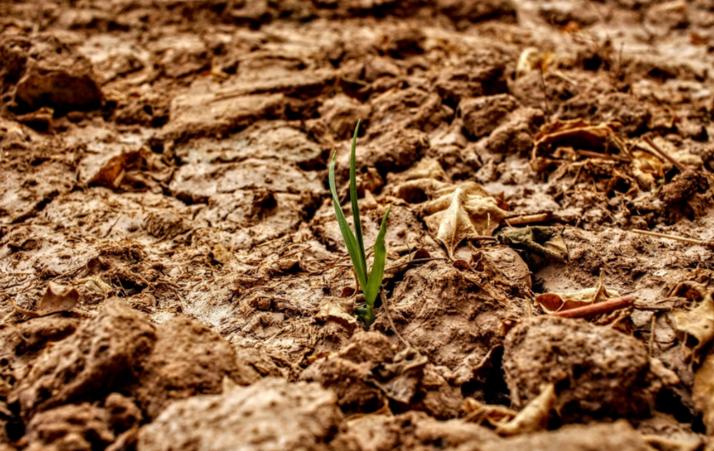 Trockenheit Pflanze Klimawandel