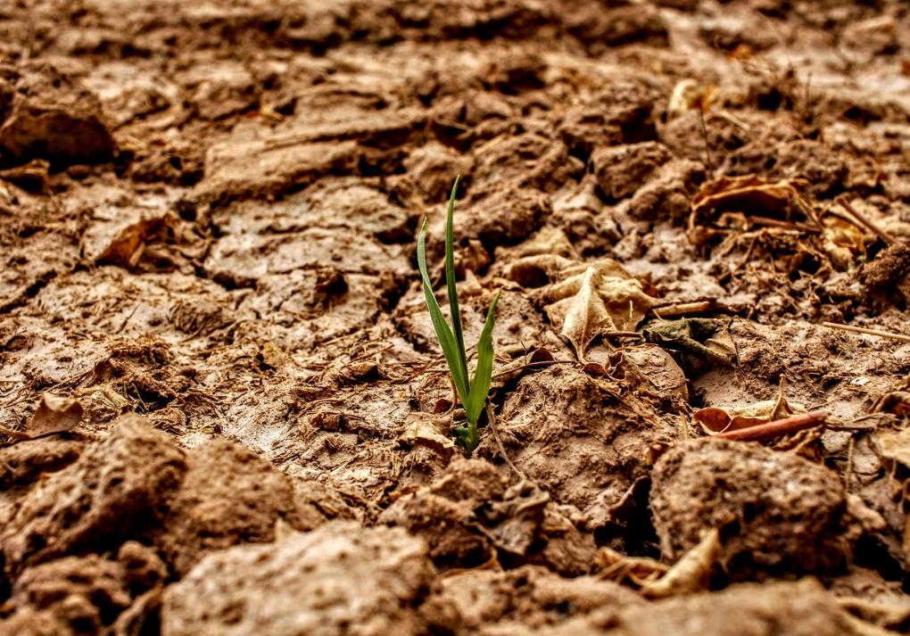 Trockenheit Pflanze Klimawandel