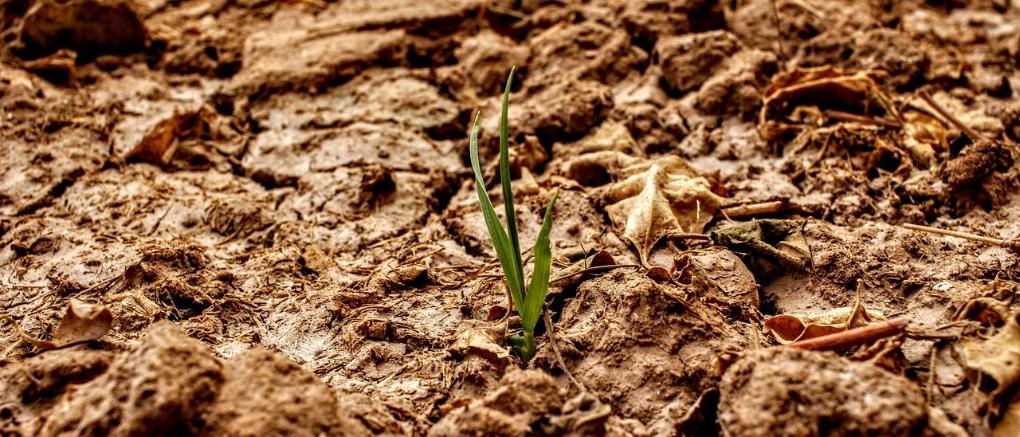 Trockenheit Pflanze Klimawandel
