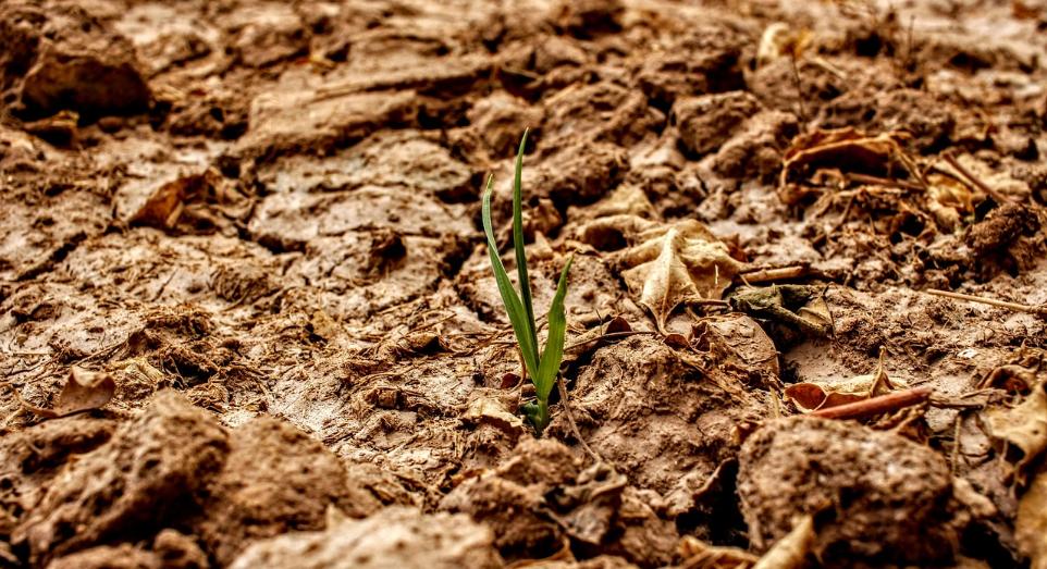 Trockenheit Pflanze Klimawandel