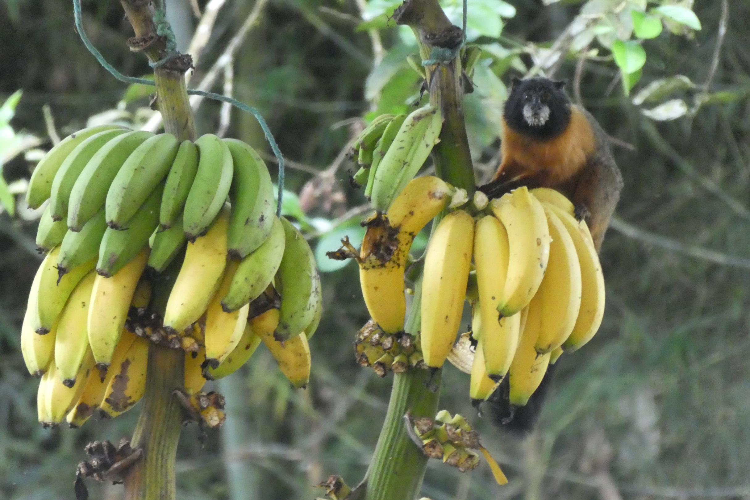 Bananen
