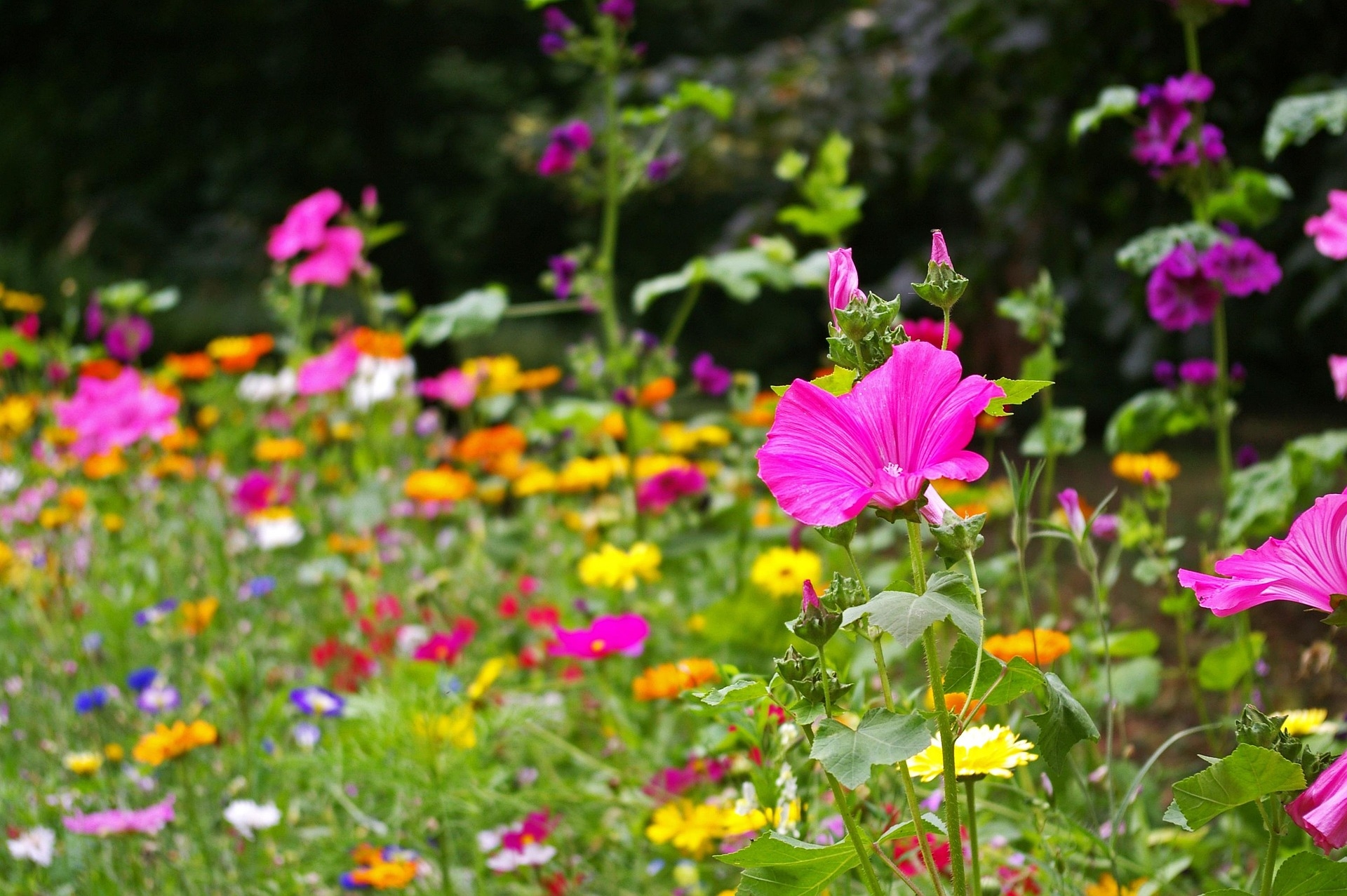 Blumenwiese.