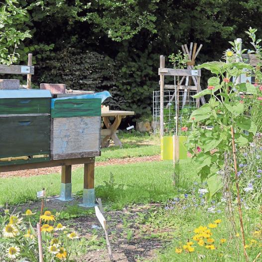 Vertiefte Umweltbildung: Die Pflege der Bienen ist in der Bischöflichen St.-Angela-Schule der Schlüssel zum Verständnis von Nachhaltigkeit.