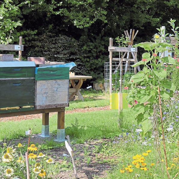 Vertiefte Umweltbildung: Die Pflege der Bienen ist in der Bischöflichen St.-Angela-Schule der Schlüssel zum Verständnis von Nachhaltigkeit.