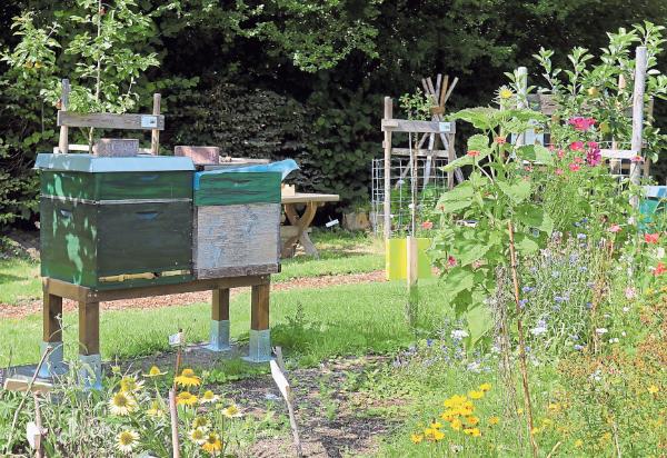 Vertiefte Umweltbildung: Die Pflege der Bienen ist in der Bischöflichen St.-Angela-Schule der Schlüssel zum Verständnis von Nachhaltigkeit.