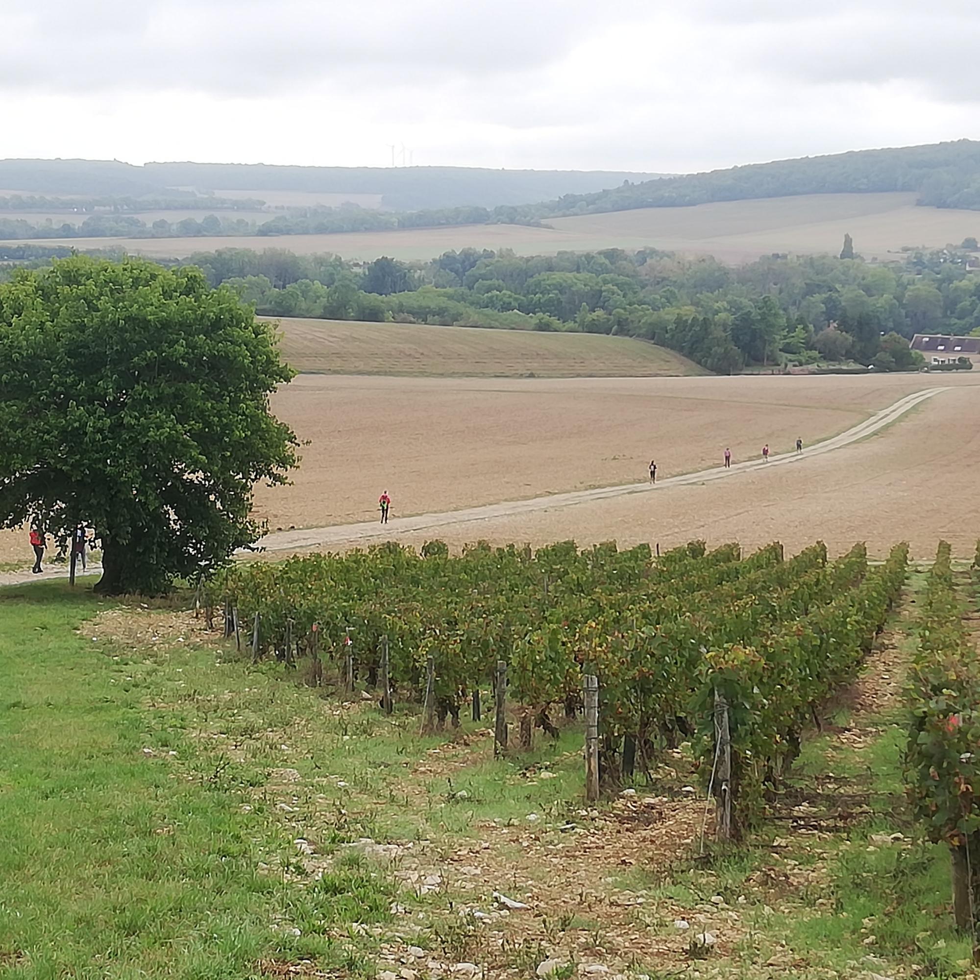 Eine große Weite und Weinstöcke begleiteten die Pilger im Burgund.