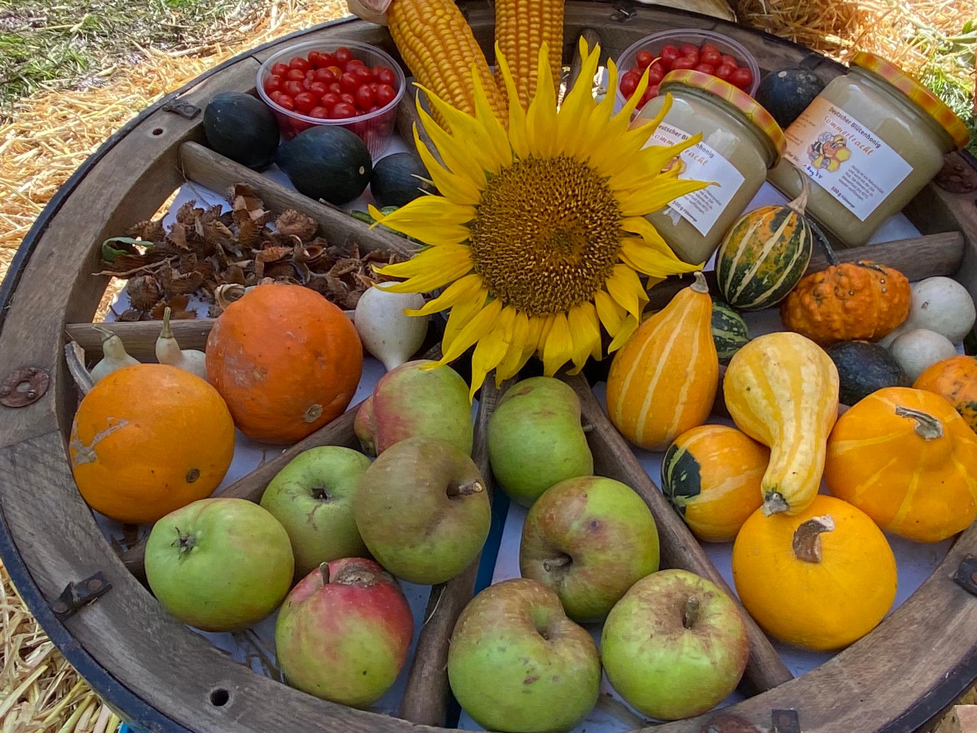 Im Herbst taucht die Sonne die Natur in ein goldenes Licht. Zum Erntedank zeigt sich nochmals ihre Fülle: Neben den Blättern sind auch die Früchte farbenfroh, wie die Kürbisse, Äpfel, die Nüsse und der Mais zeigen.