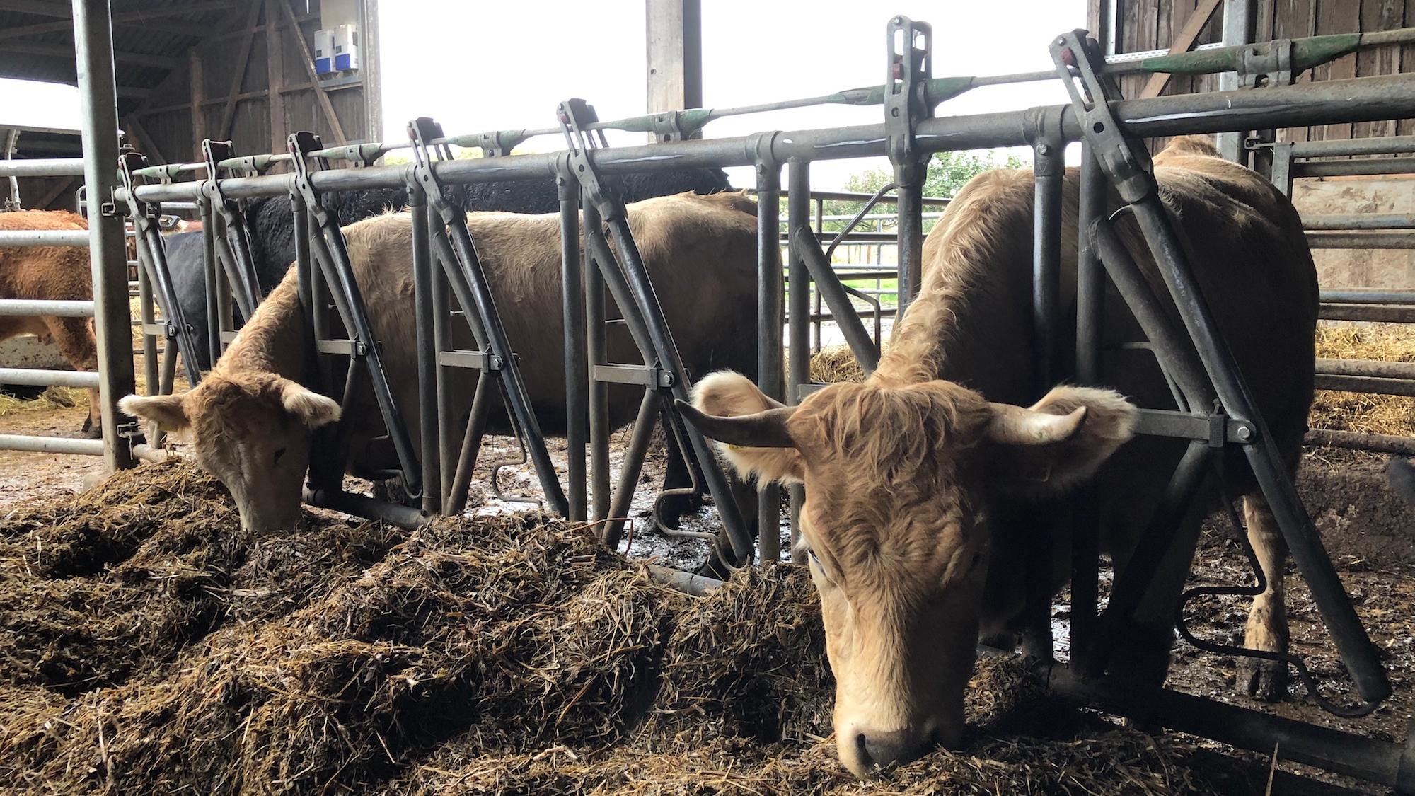 Frische Luft und Bewegungsfreiheit im Stall sind Komponenten, damit sich Tiere wohl fühlen. Letzten Endes sei das aber auch keine artgerechte Haltung, sagt Bio-Landwirt Christoph Leiders.