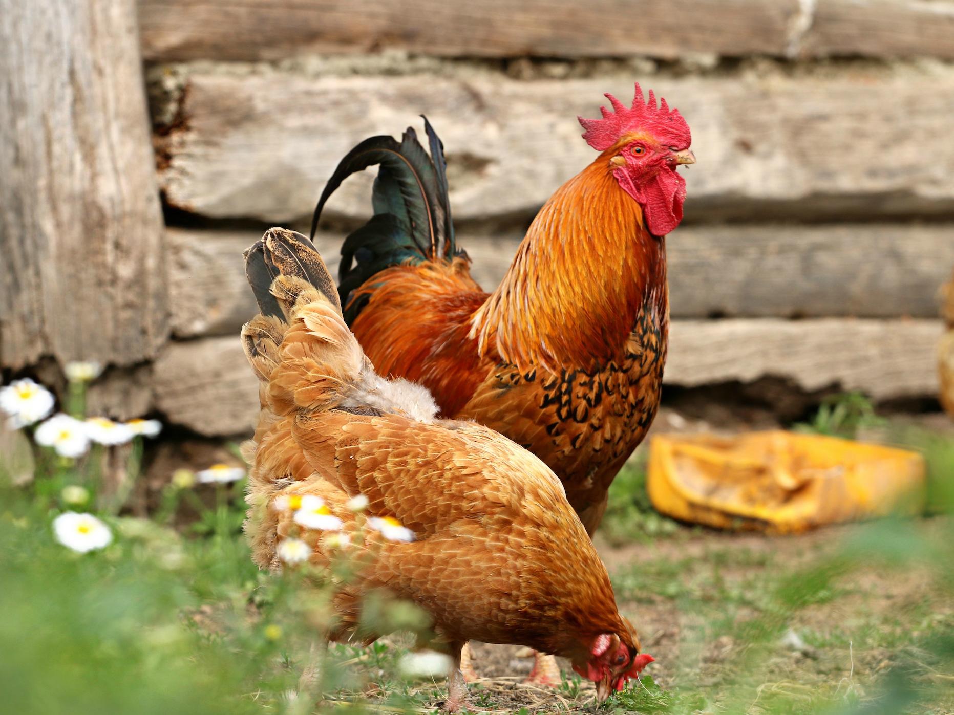Zehn Hühner ziehen demnächst auf dem Gelände der Paul-Moor-Schule ein.