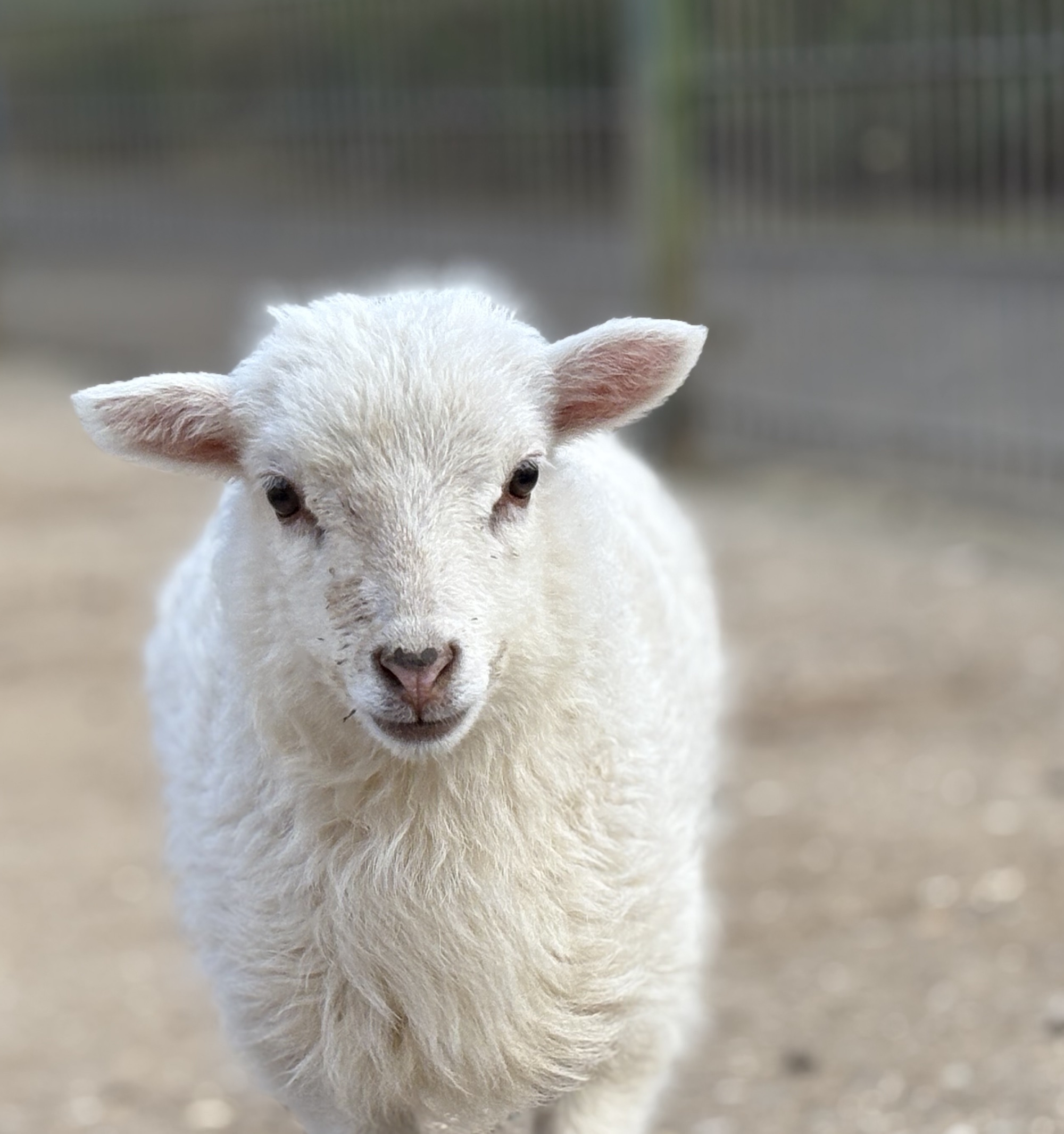 Das weiße Fell des Lamms ist Symbol für Frieden und Reinheit.