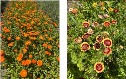 Blumen