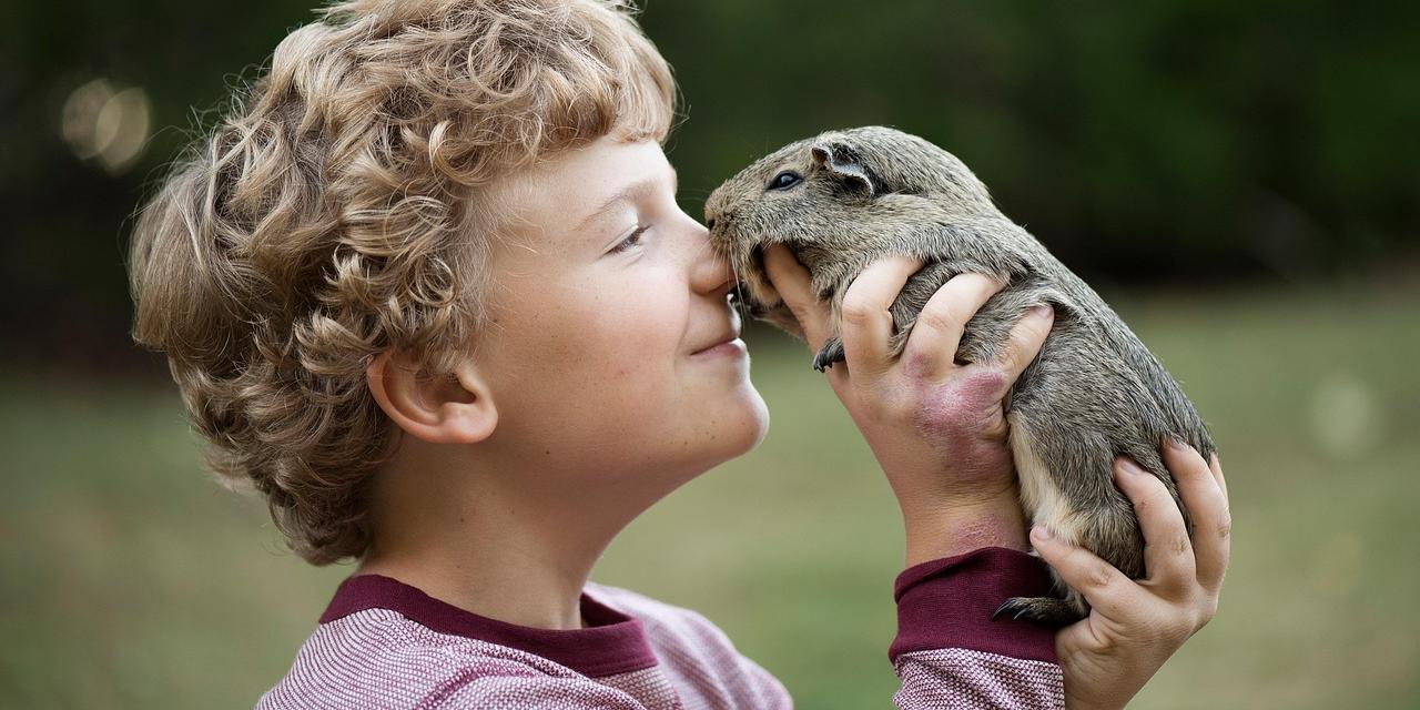 Meerschweinchen
