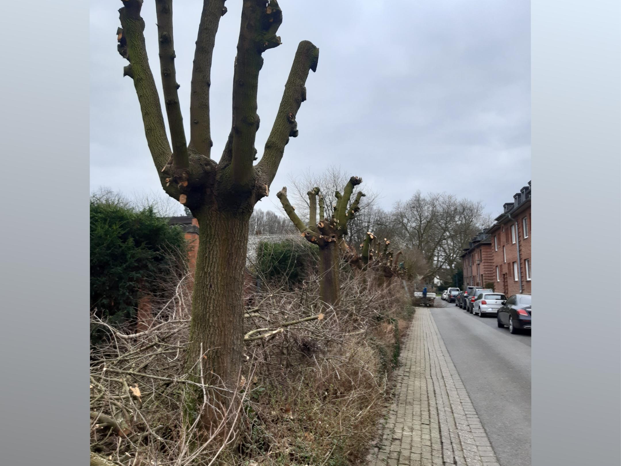 geschnittene Baumreihe an der Straße