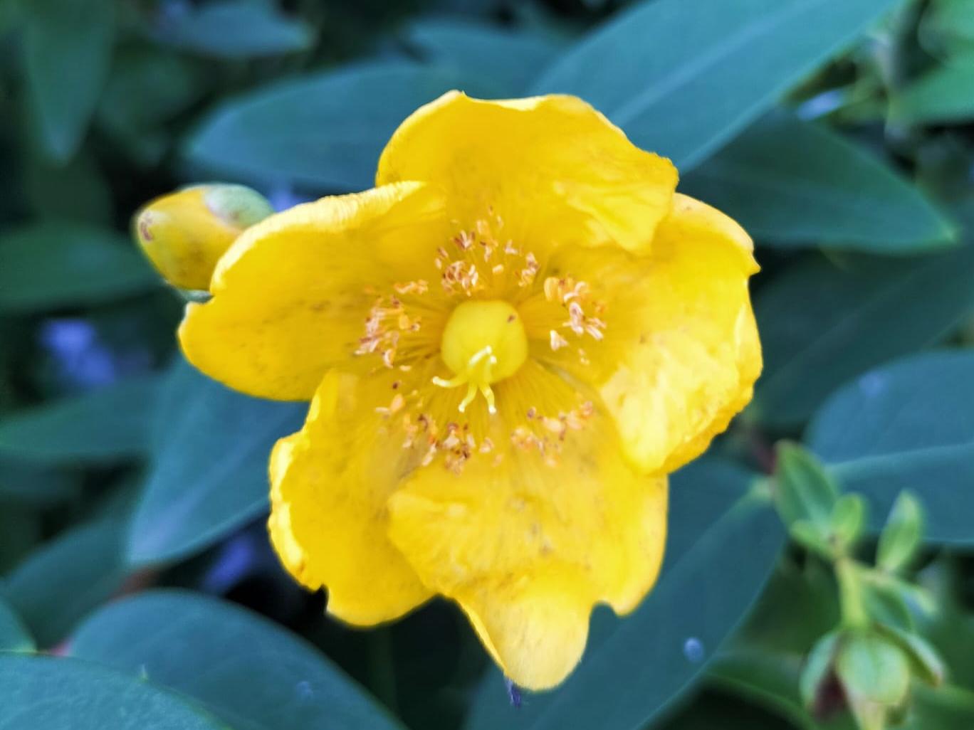 gelbe Blume