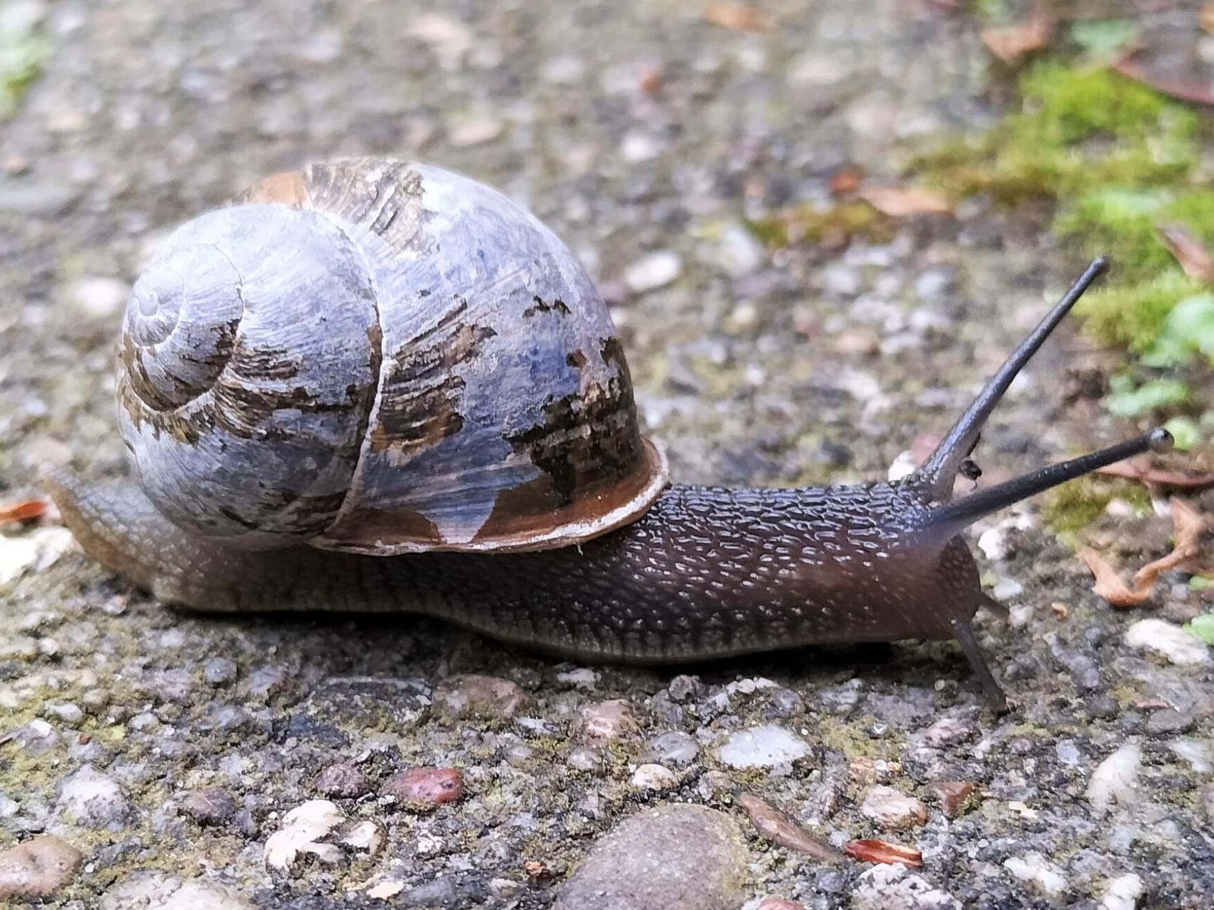 Schnecke auf Asphalt
