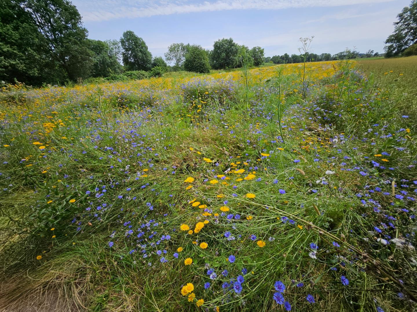2024_07_Wiese (c) Chr. Simonsen